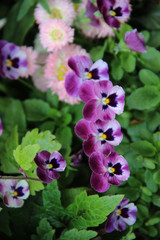 Fototapeta premium SW - FLORES 76