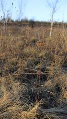 Fototapeta premium reeds in the lake