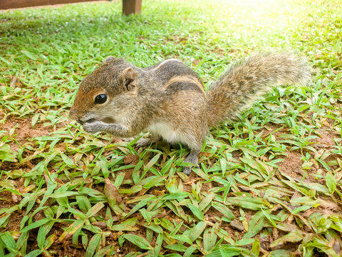Closeup image of cute tropical palm squirrel eating seeds on the grass