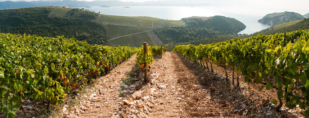 Panorama of a vineyard in the mountains by the sea. Wine making industry