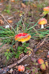 Toadstool in the forest between Laub and Moss in Schoeneck in the Vogtland in Saxony.