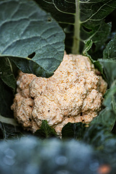 coliflor