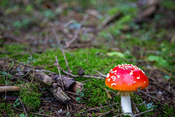 Toadstool in the forest between Laub and Moss in Schoeneck in the Vogtland in Saxony.