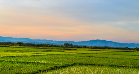 Fototapeta na wymiar Landscape view of young rice field in twilight of the country, Thailand 