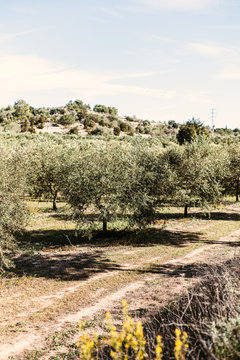 fild of a olive threes