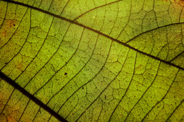 Naklejka na ściany i meble Background of close-up view of leaf