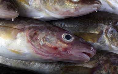 Saffron cod