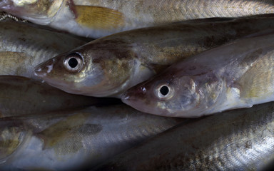 Saffron cods background