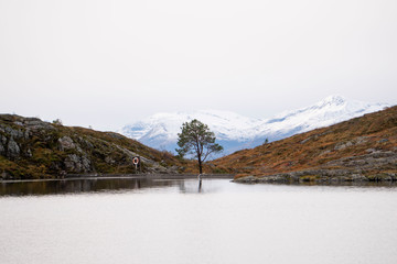 Fototapeta na wymiar lonely tree by small lake