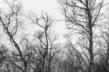 black and white silhouette trees