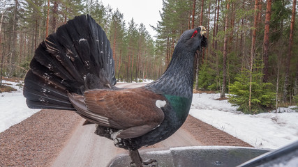 Capercaillie, Tetrao urogallus male on the car in the northern european forest