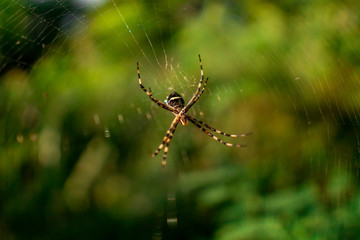 huge spider on spider web