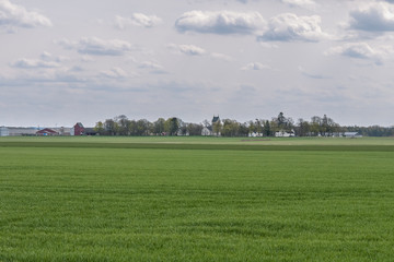Fototapeta na wymiar Spring Landscape with Wheat Field under Clouds in central Sweden