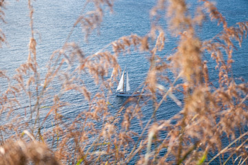 small sailboat seen through grass