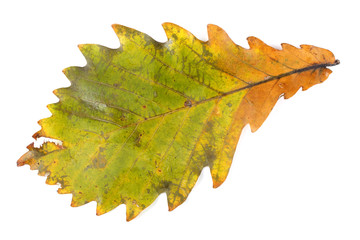 Autumn oak leaf