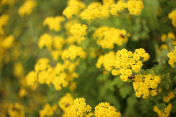 Yellow chrysanthemums. Bokeh background