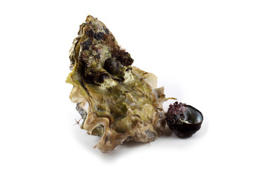 Oyster and sea snail isolated on white