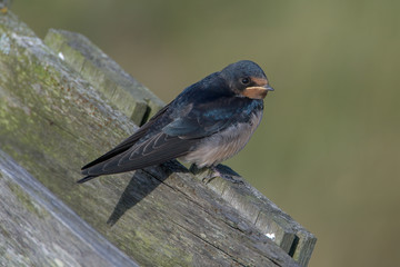 Barn swallow (Hirundo rustica)
