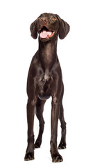 dog looking up on an isolated white background