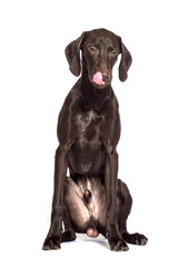 dog licking his lips on an isolated white background