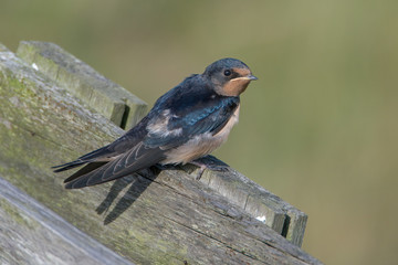Barn swallow (Hirundo rustica)