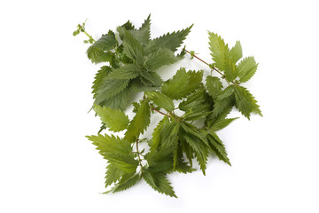 Nettle isolated on white