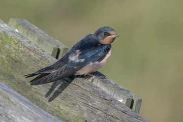 Barn swallow (Hirundo rustica)