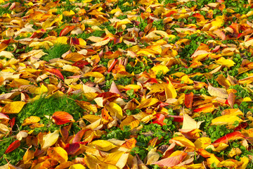 Autumn leaves on ground