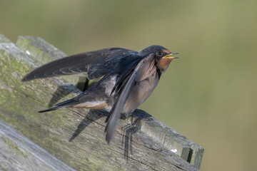 Barn swallow (Hirundo rustica)