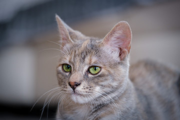 Cute young grey kitten with green eyes