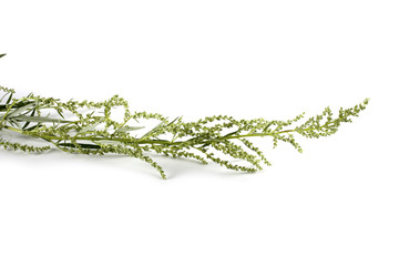 Absinthe with seeds isolated on white