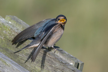 Barn swallow (Hirundo rustica)