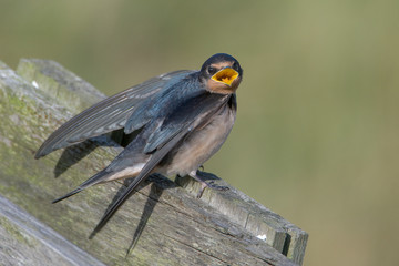 Barn swallow (Hirundo rustica)