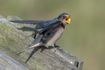 Barn swallow (Hirundo rustica)
