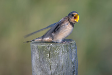Barn swallow (Hirundo rustica)