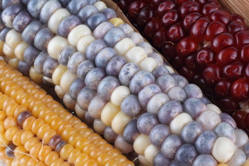 Colorful corn background
