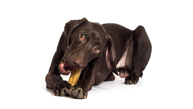 dog chews a bone white background