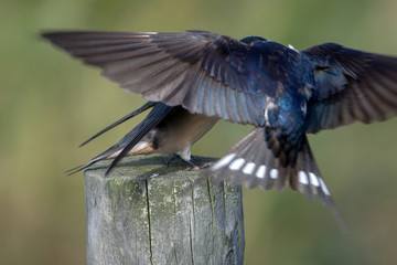 Barn swallow (Hirundo rustica)