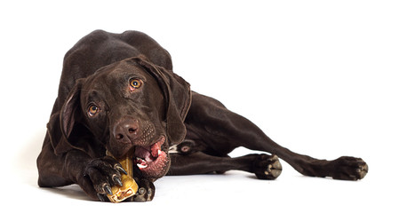 funny dog eats chews a bone on a white background - obrazy, fototapety, plakaty