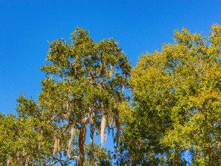 oak trees draped with spanish moss 