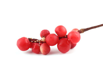 Schisandra Chinensis isolated on white