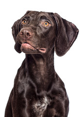 funny dog face on a white background