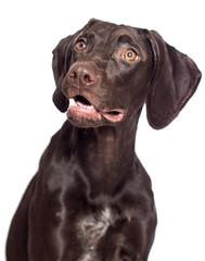 dog looking up isolated on white background