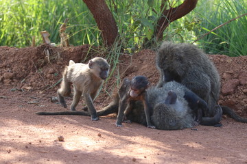 lovley newborn Baboon Baby with mother, Rwanda
