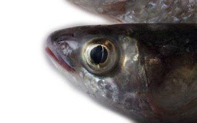 Mullet isolated on white