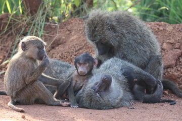 lovley newborn Baboon Baby with mother, Rwanda