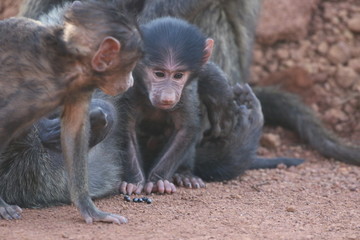 lovley newborn Baboon Baby with mother, Rwanda