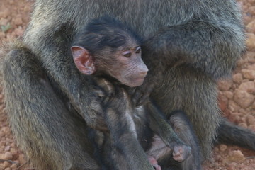 lovley newborn Baboon Baby with mother, Rwanda