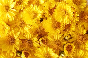 background of yellow flowers