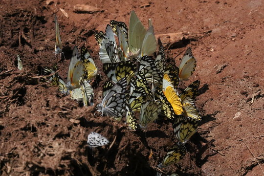 Butterflys sitting on Elepant dung, Rwanda, Africa 